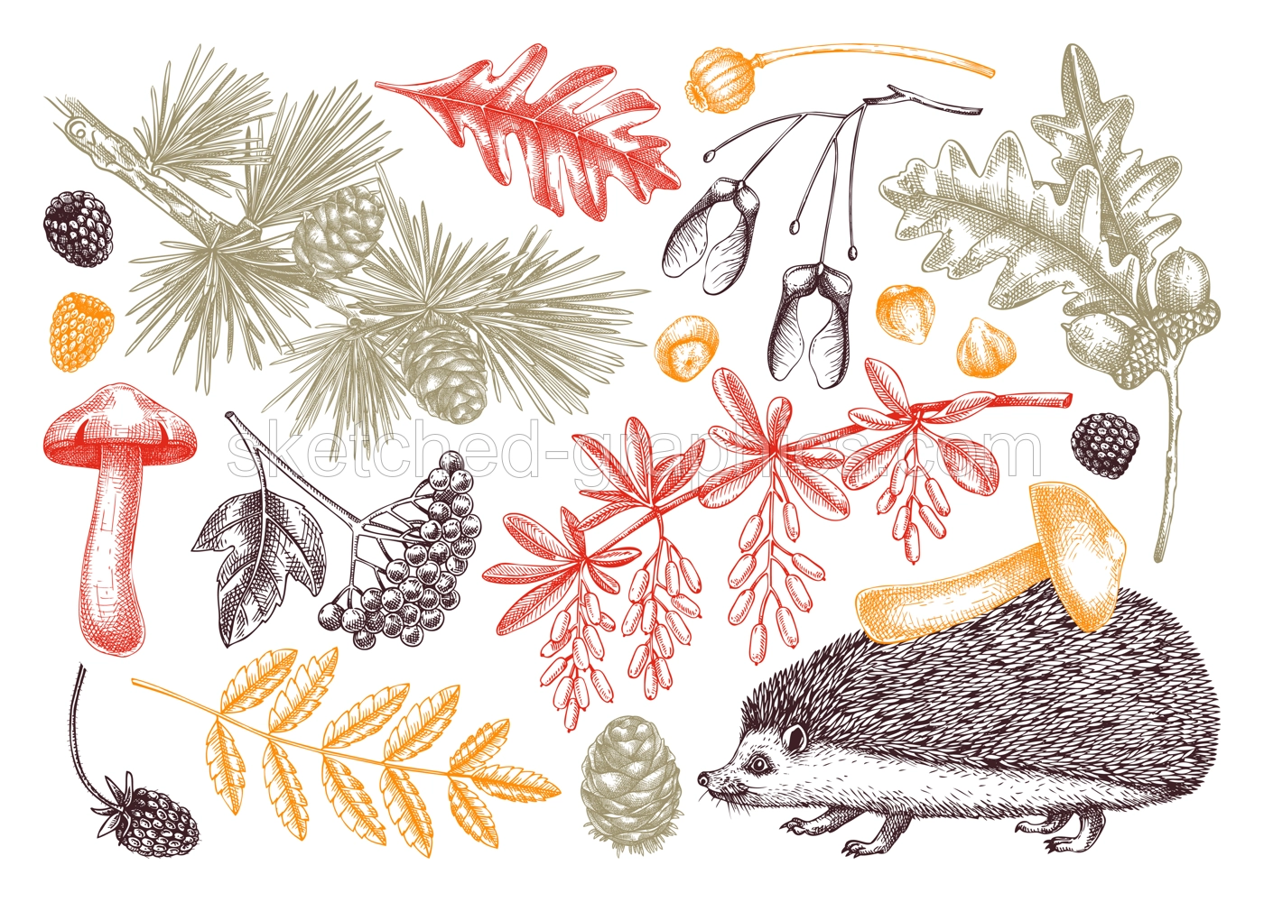Autumn forest design elements in sketch style. Botanical drawings of fallen leaves, mushrooms, berries, and hedgehog in color. Vintage fall plants hand-drawn illustrations. Woodland nature set Illustration